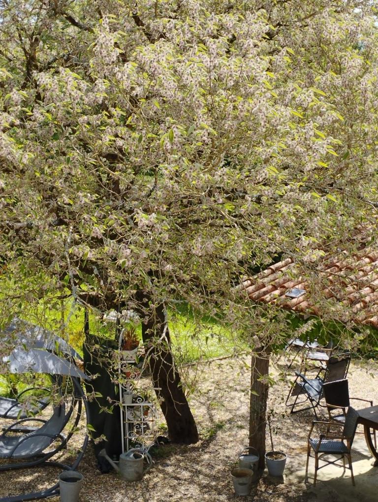 Au Cœur de Ménestérol Chambre Émotion Montpon-Menesterol Esterno foto